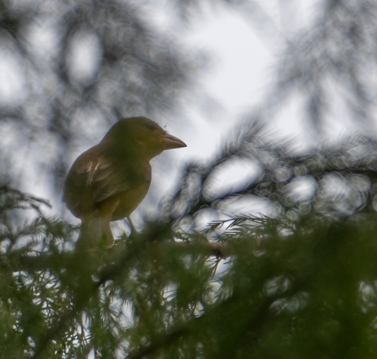 Summer Tanager - ML623599092