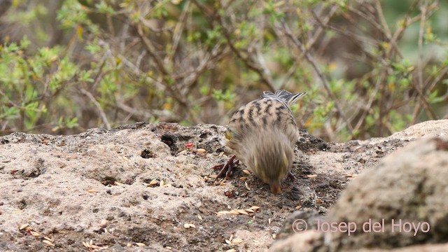 カナリア - ML623599114