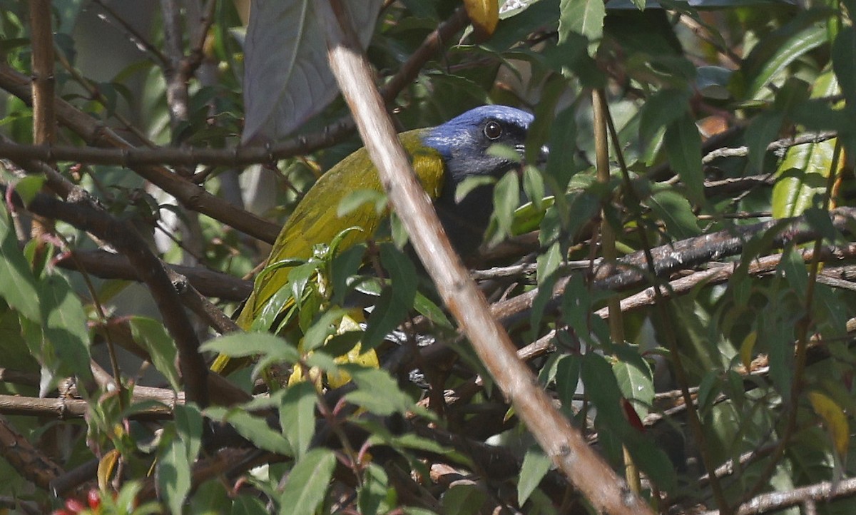 Blue-capped Tanager - ML623599140