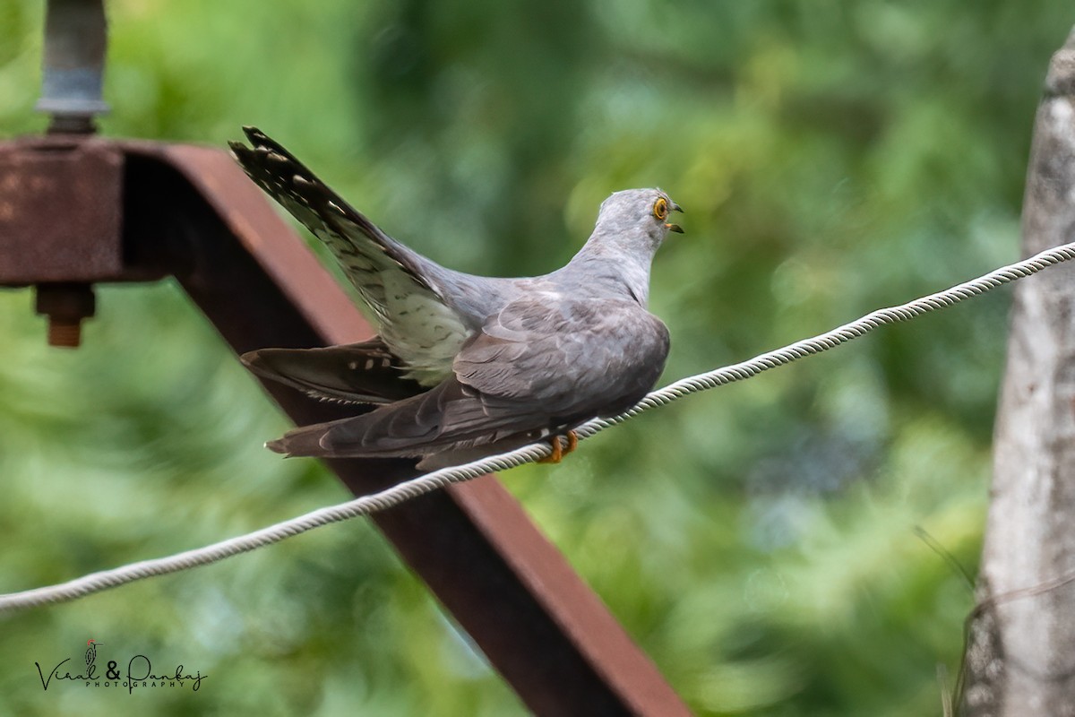 Common Cuckoo - ML623599142