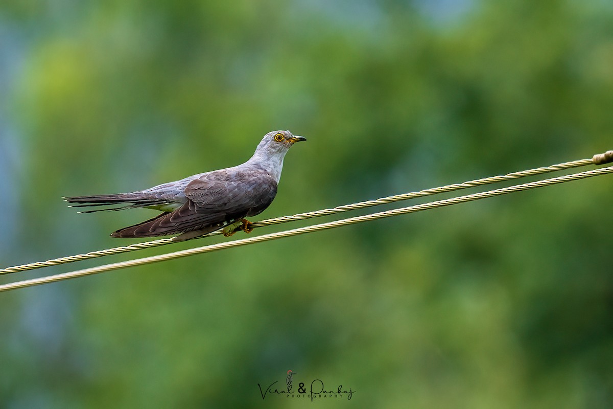 Common Cuckoo - ML623599144