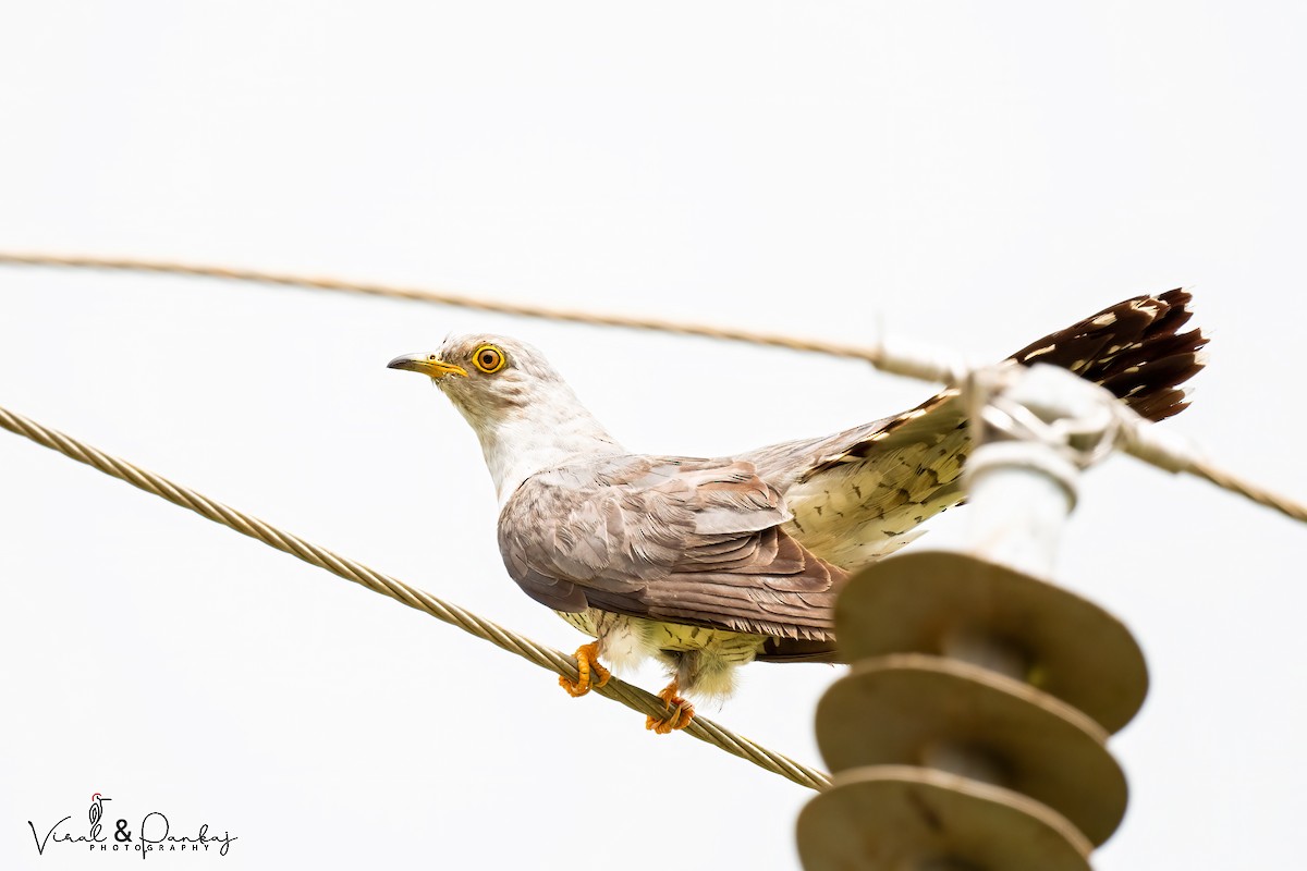 Common Cuckoo - ML623599145