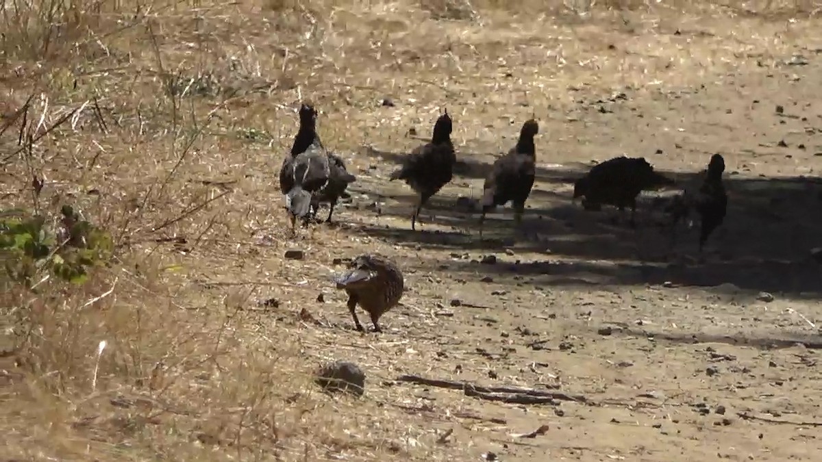 California Quail - ML623599176