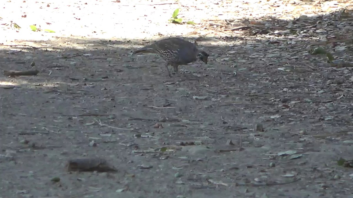 California Quail - ML623599177