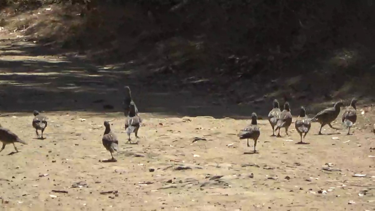 California Quail - ML623599178