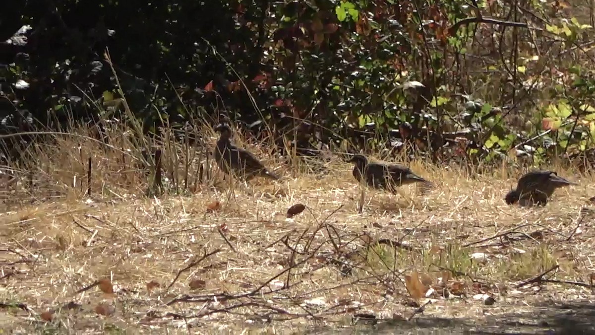 California Quail - Bruce Schine