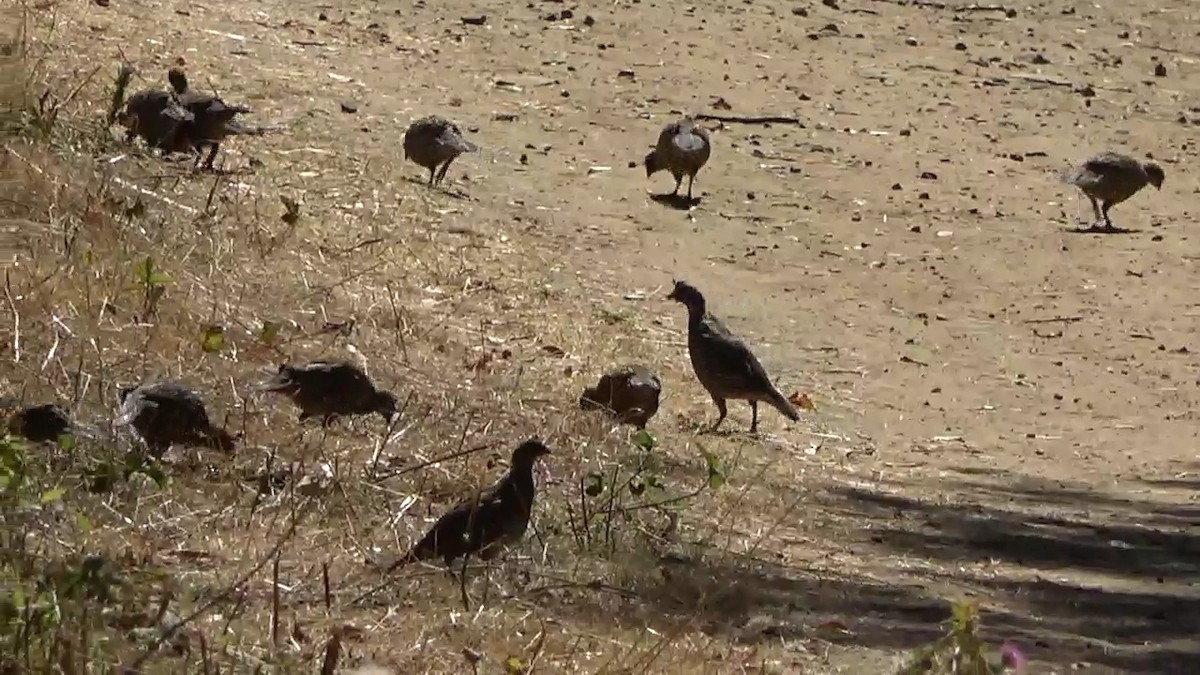 California Quail - ML623599181