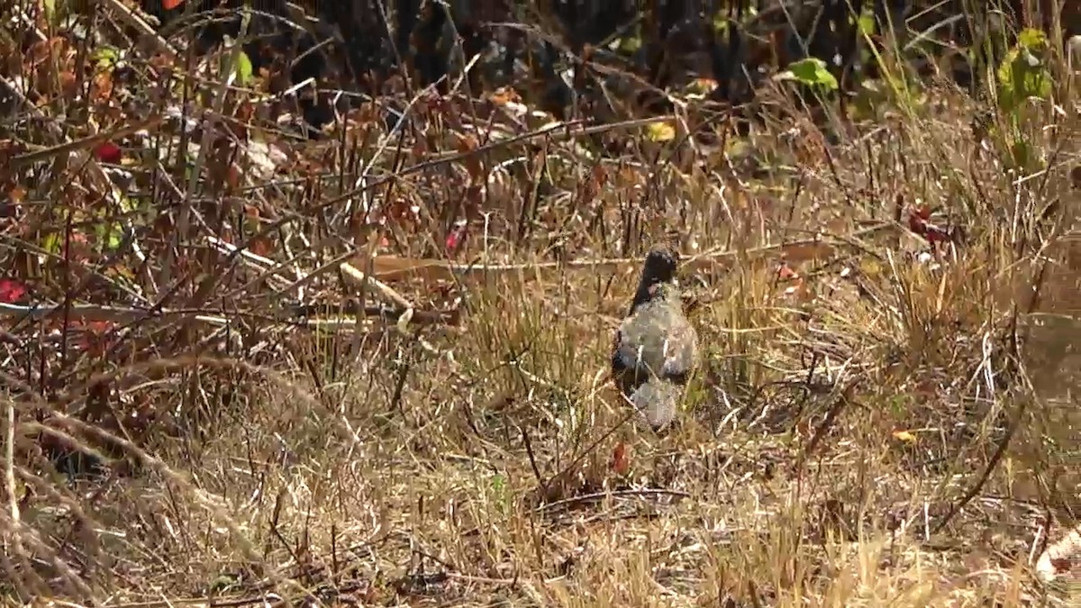 California Quail - ML623599182