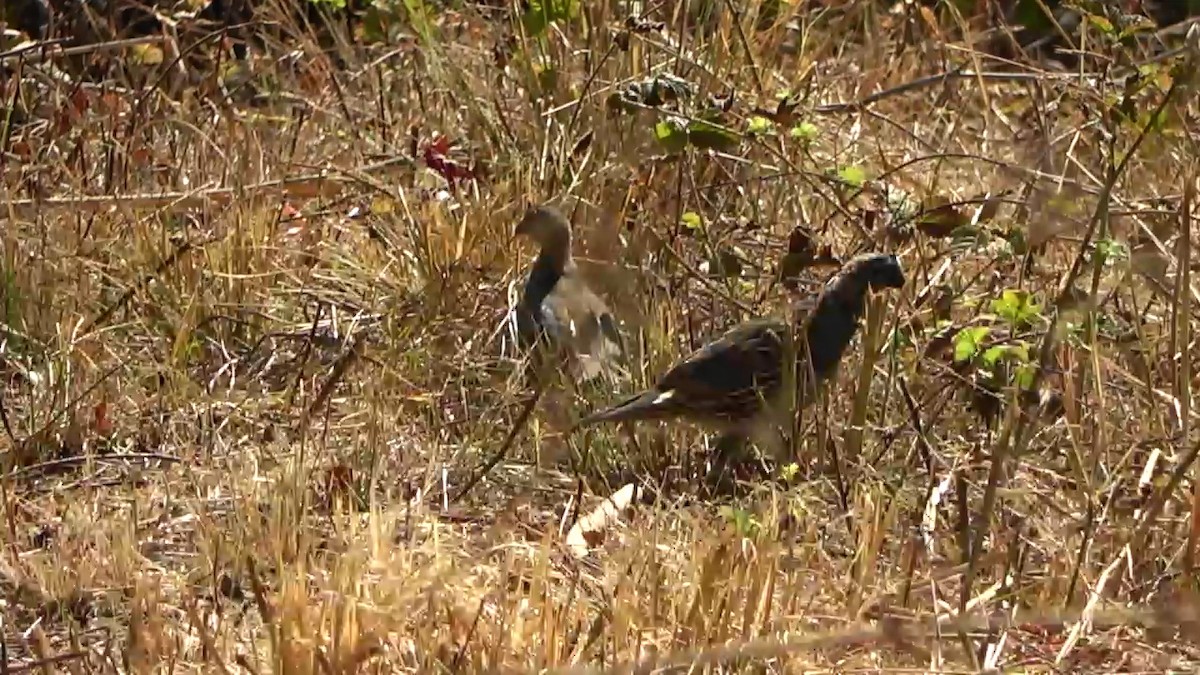 California Quail - ML623599183