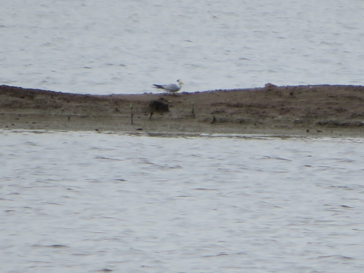 Yellow-billed Tern - ML623599188