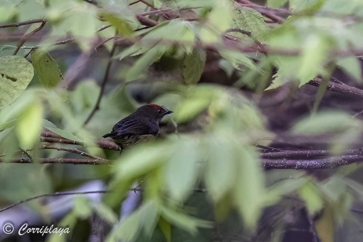 Red-capped Flowerpecker - ML623599194