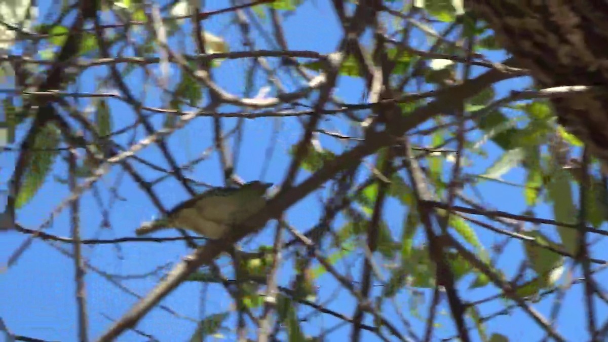 Hutton's Vireo - ML623599212