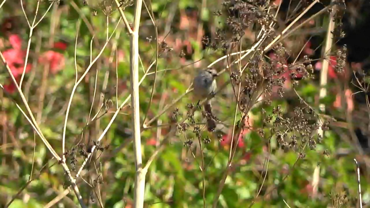 Bushtit - ML623599228