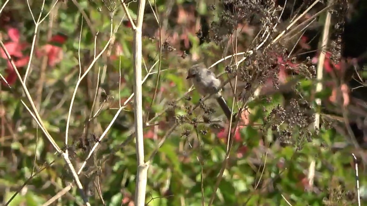 Bushtit - ML623599229