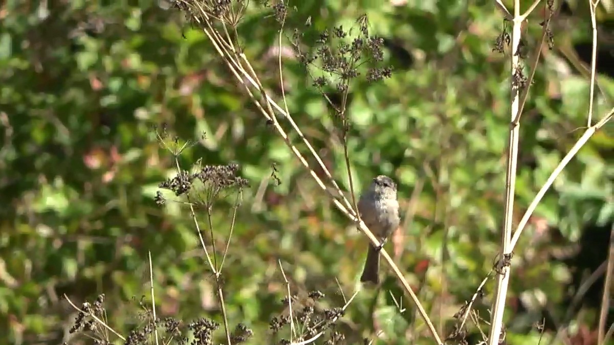 Bushtit - ML623599230