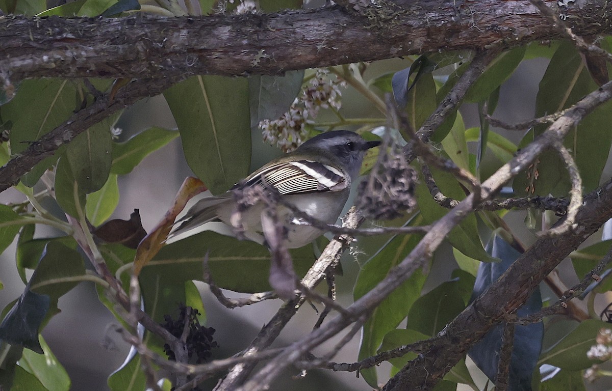 White-banded Tyrannulet - ML623599245