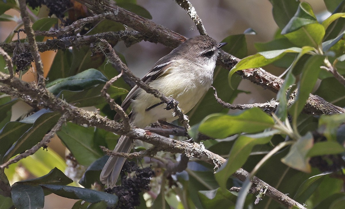 White-throated Tyrannulet - ML623599247