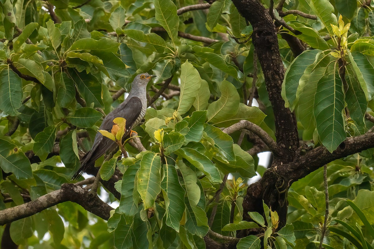 Common Cuckoo - ML623599251