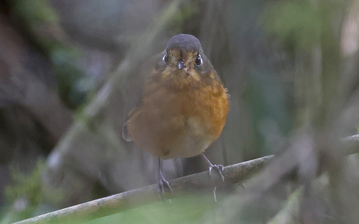 Leymebamba Antpitta - ML623599274