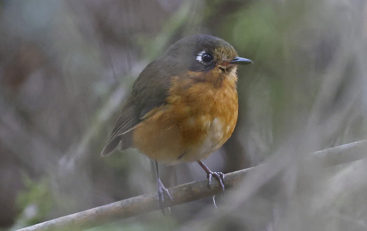 Leymebamba Antpitta - ML623599277