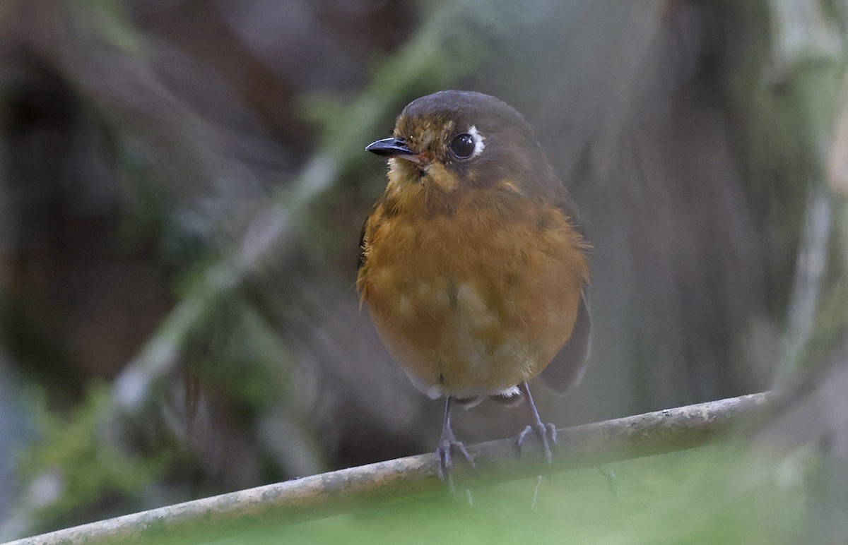 Leymebamba Antpitta - ML623599281