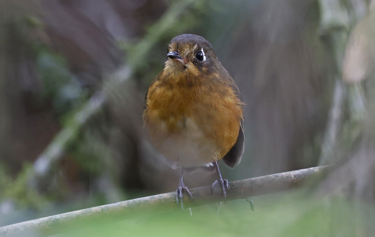 Leymebamba Antpitta - ML623599284