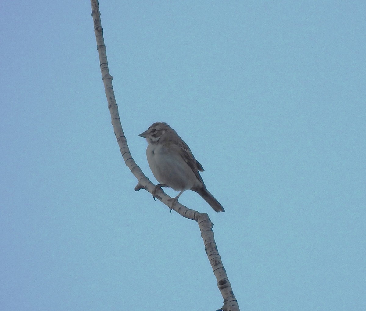 Lark Sparrow - ML623599291