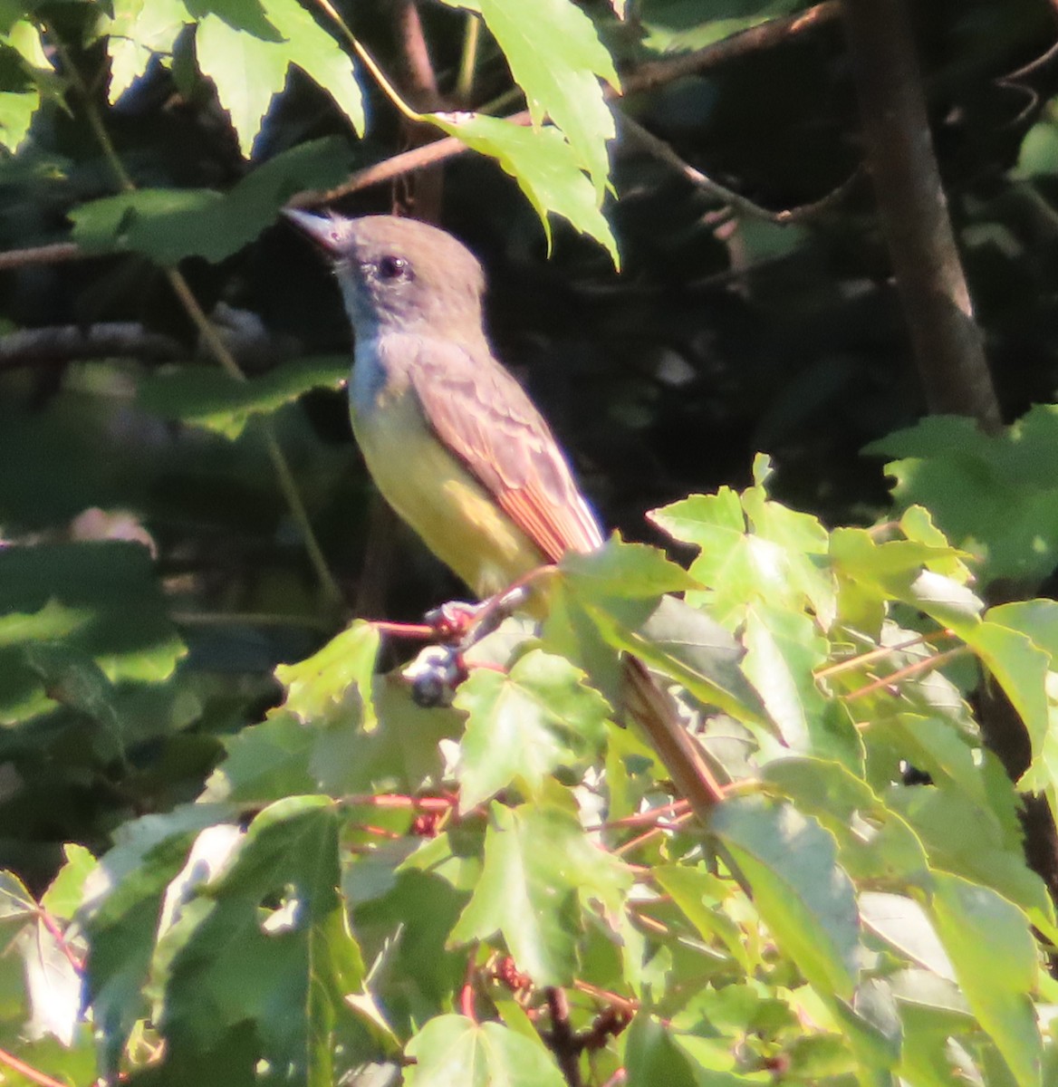 Great Crested Flycatcher - ML623599298