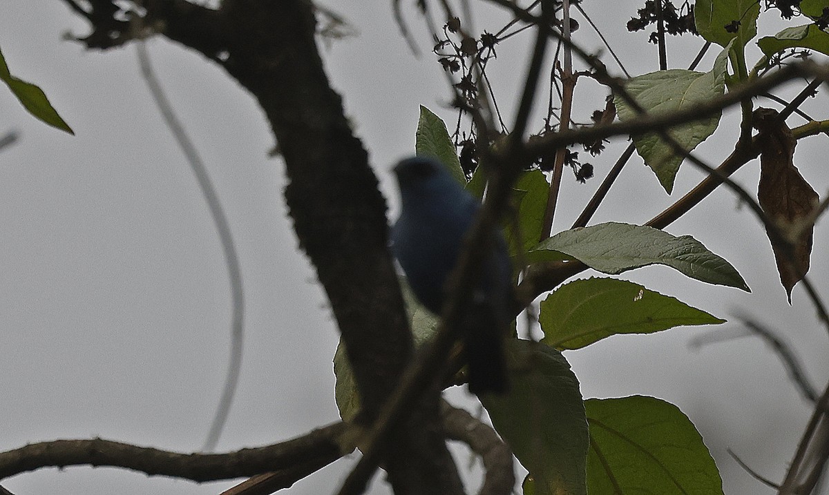 Blue-and-black Tanager - Paul Chapman