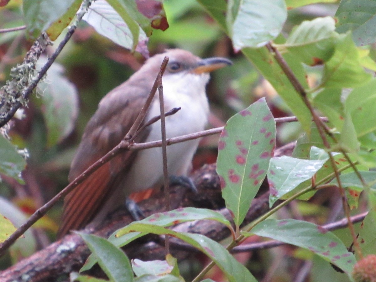 Yellow-billed Cuckoo - ML623599340