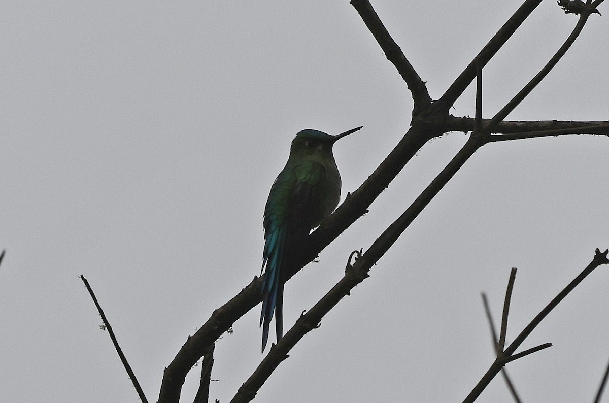 Long-tailed Sylph - ML623599350