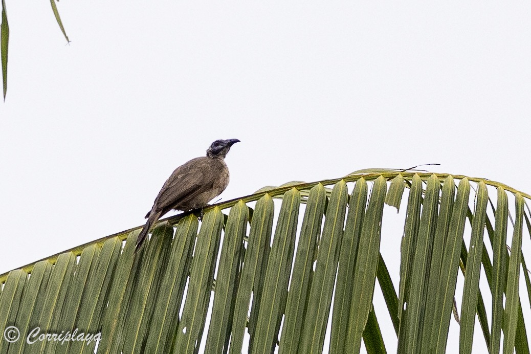 Noisy Friarbird - ML623599351