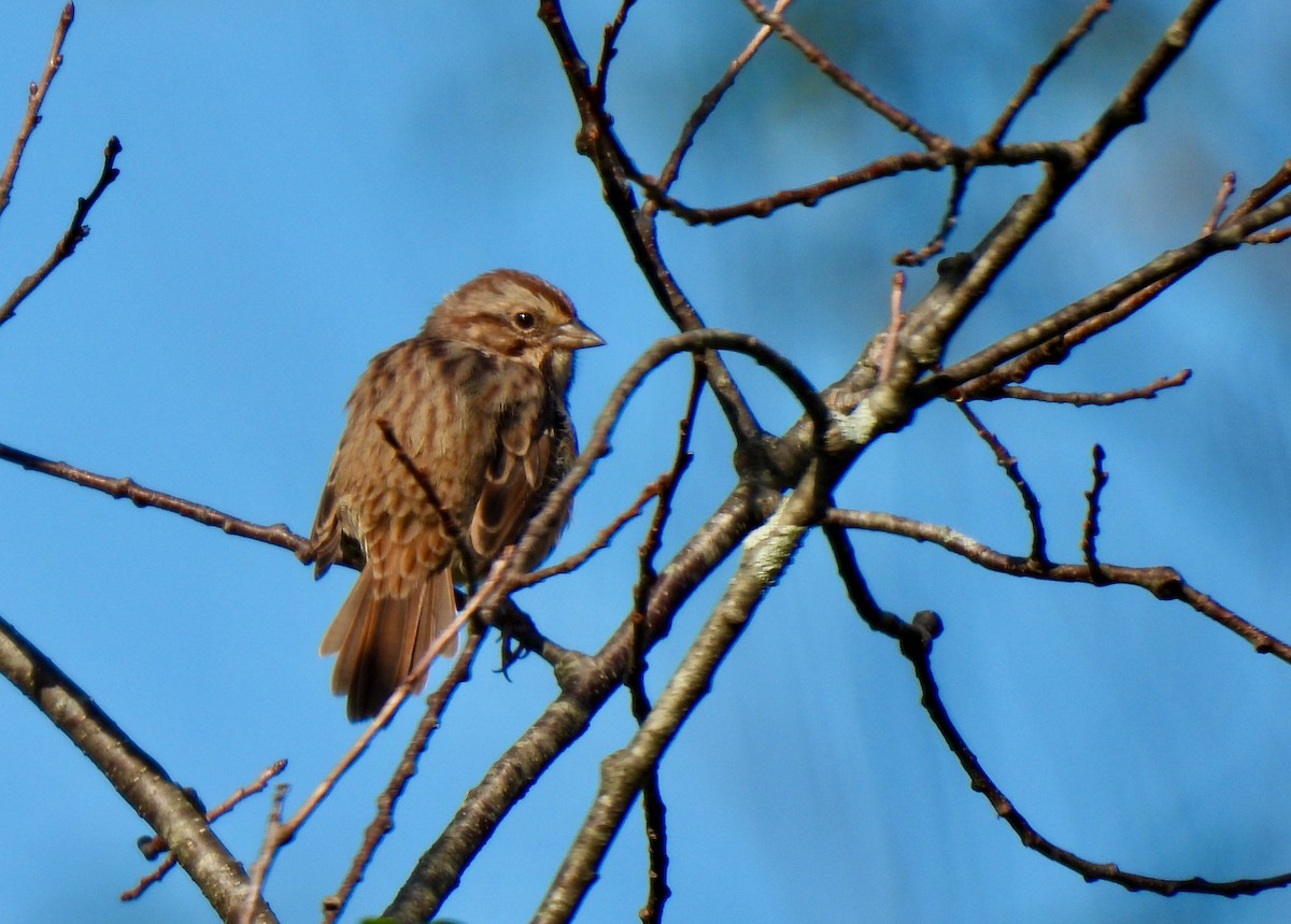 Song Sparrow - ML623599376