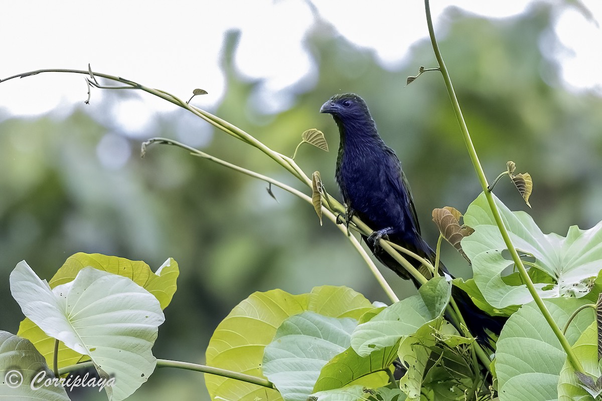 Lesser Black Coucal - ML623599378