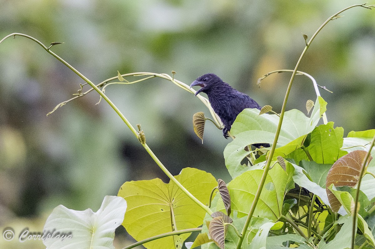 Lesser Black Coucal - ML623599379