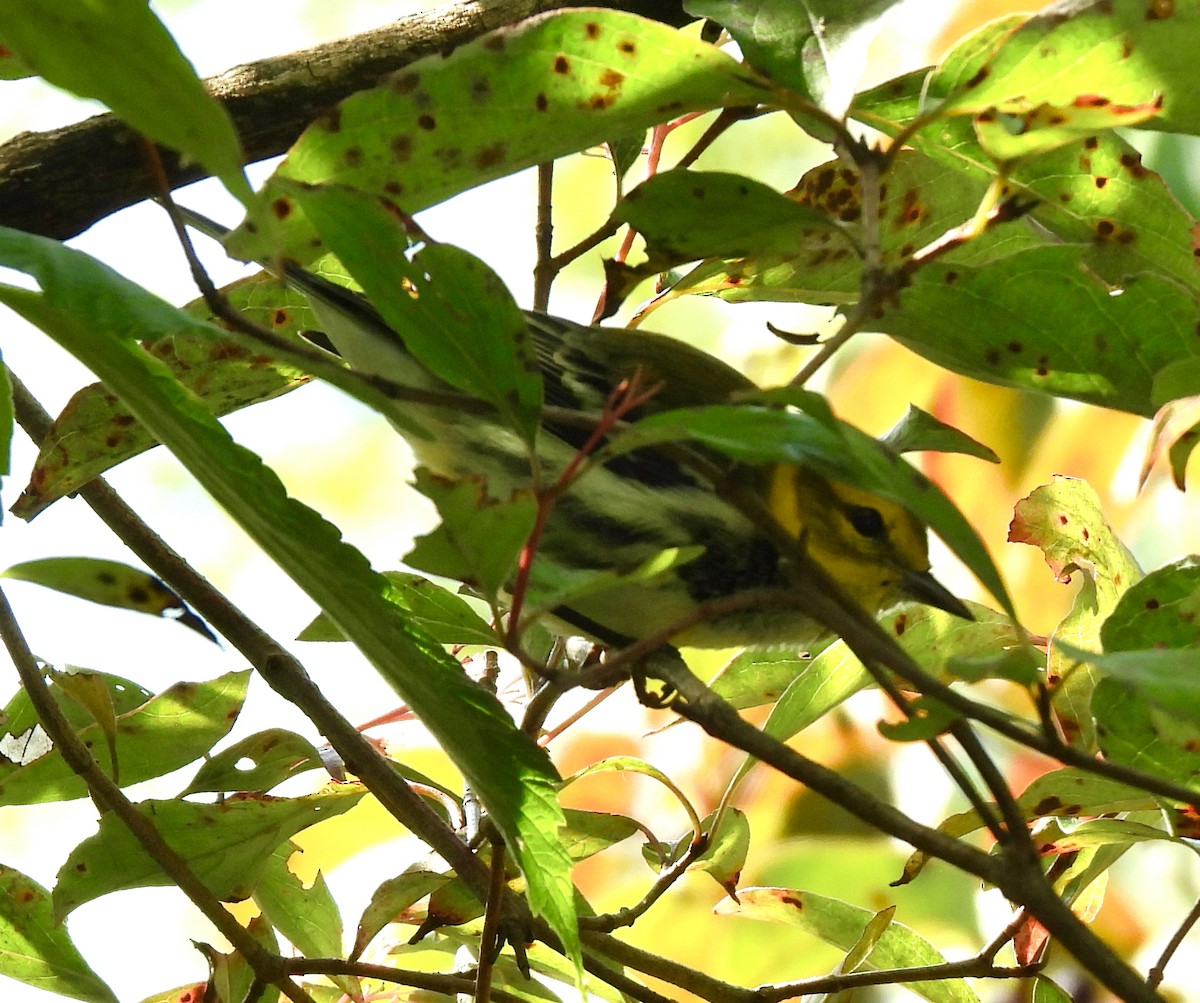 Black-throated Green Warbler - ML623599385