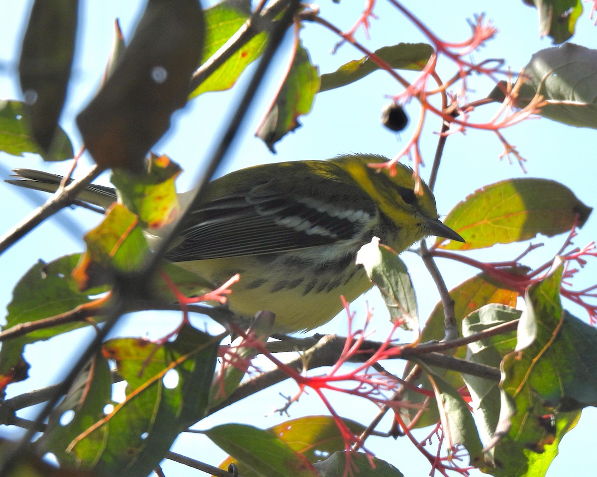 Black-throated Green Warbler - ML623599386