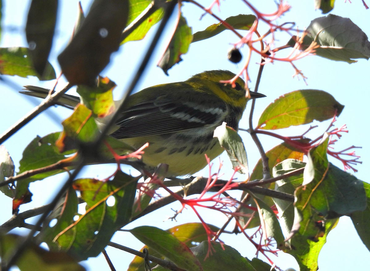 Black-throated Green Warbler - ML623599387