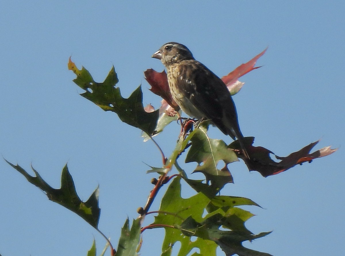 Rose-breasted Grosbeak - ML623599393