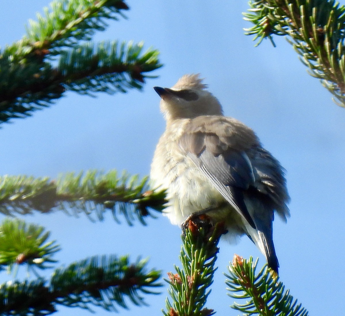 Cedar Waxwing - ML623599407