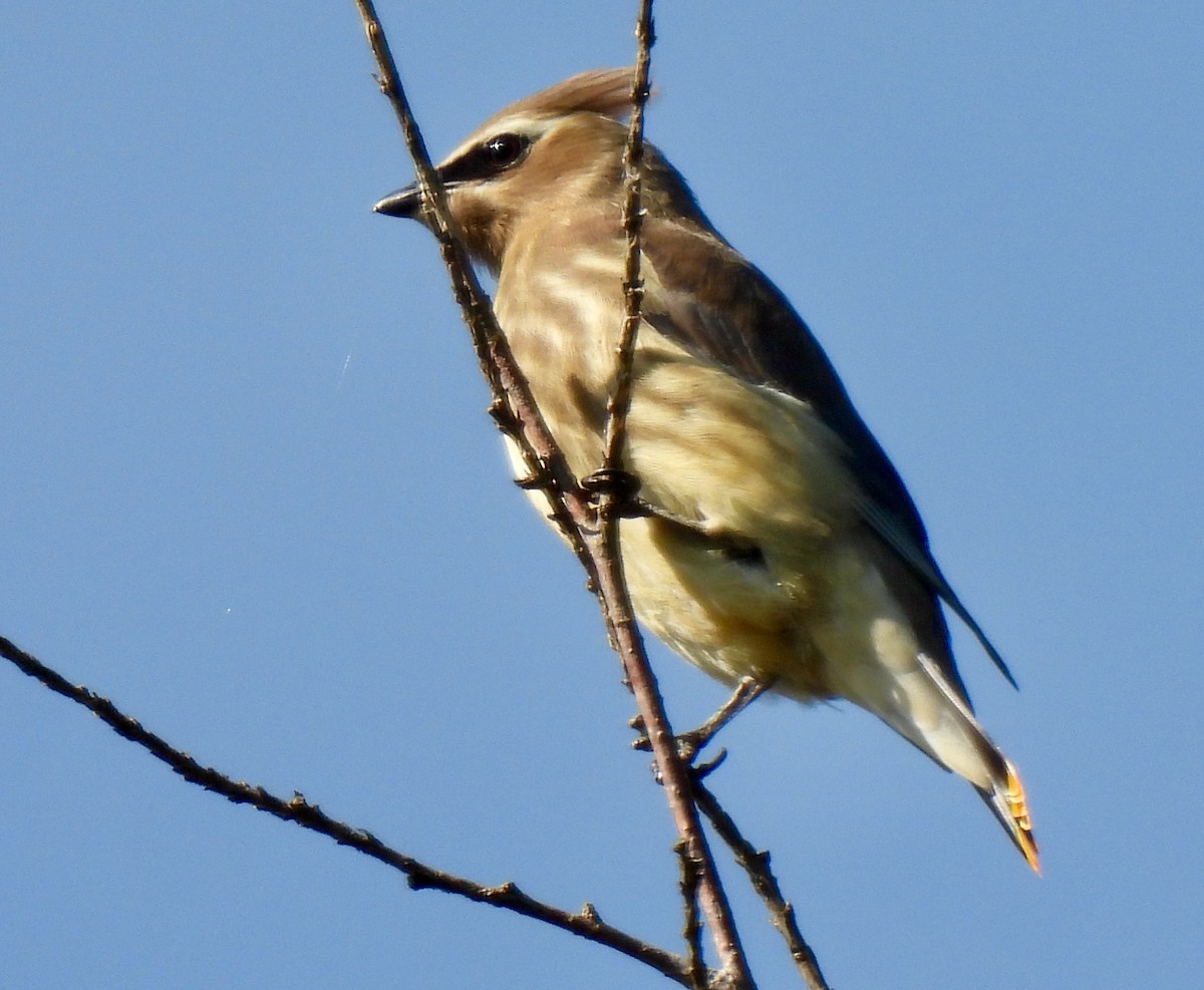 Cedar Waxwing - ML623599409