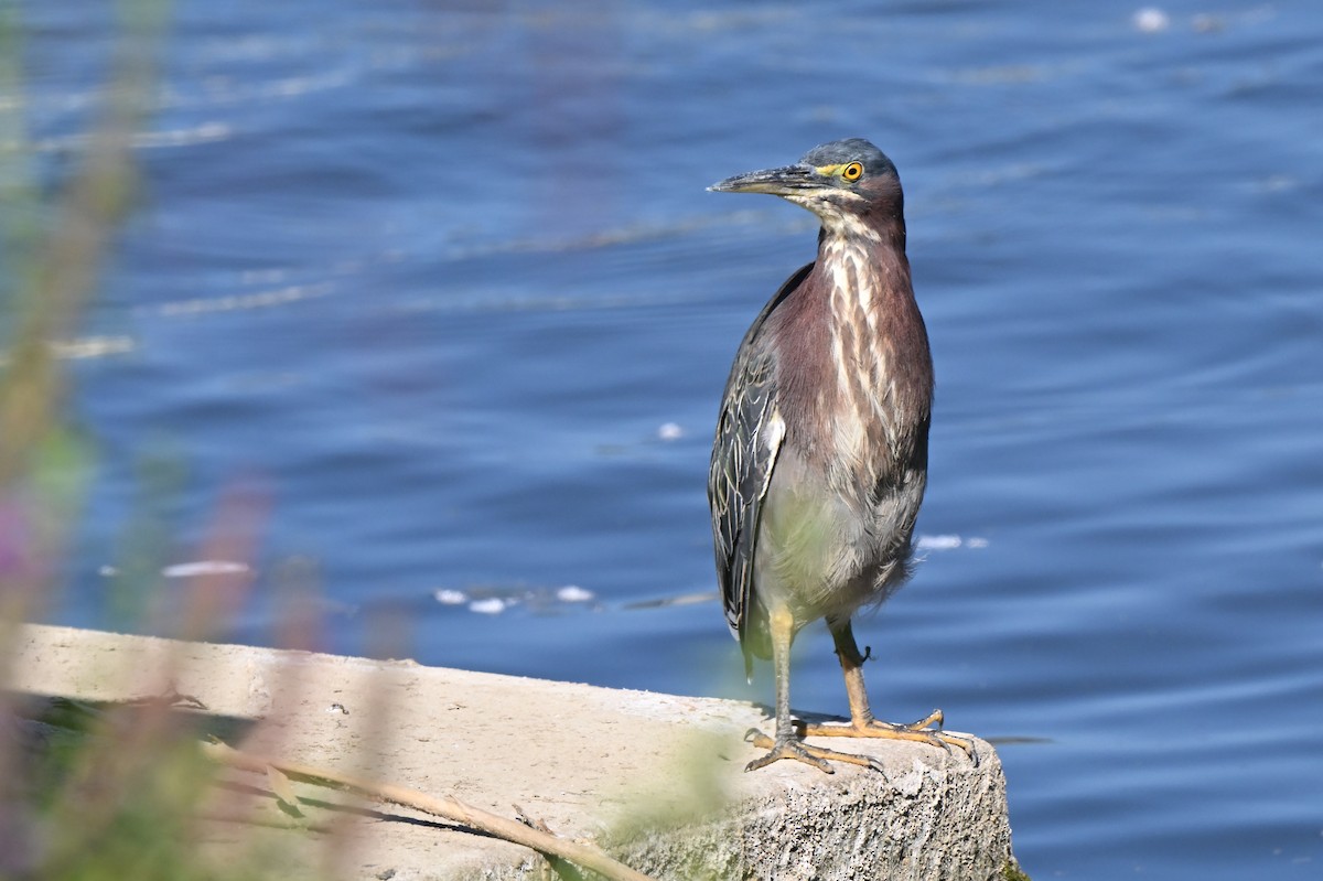 Green Heron - Fred Zimmerman