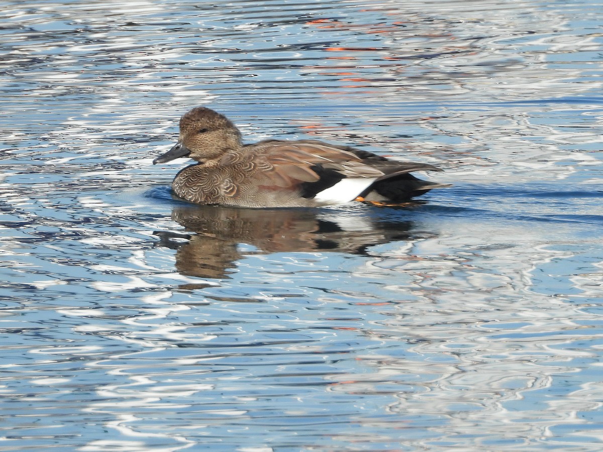 Gadwall - ML623599425