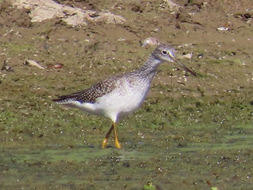 Greater Yellowlegs - ML623599460