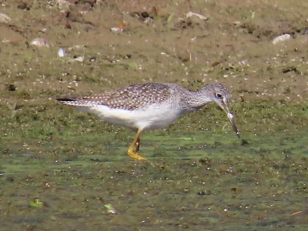 Greater Yellowlegs - ML623599461