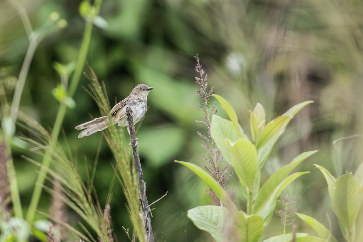 Himalayan Prinia - SANTANAB MAJUMDER