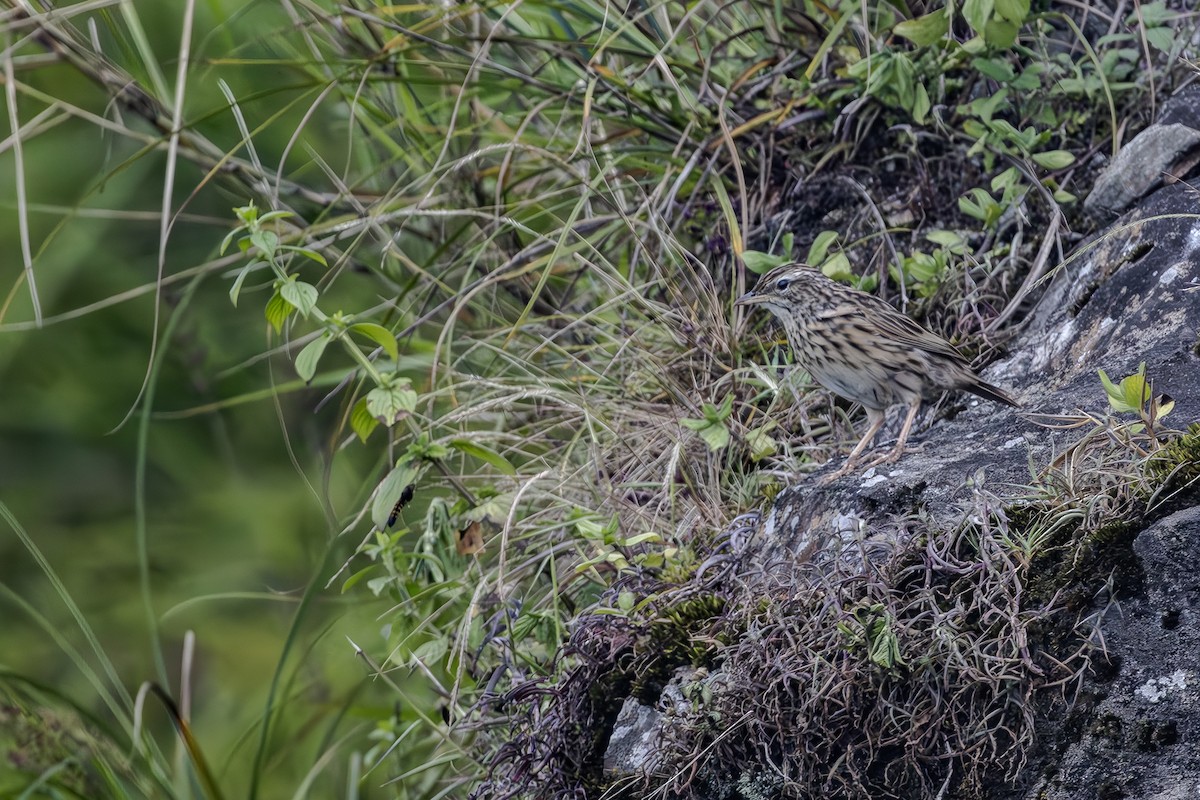 Upland Pipit - ML623599476