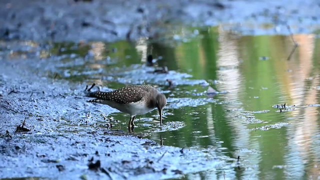 Solitary Sandpiper (solitaria) - ML623599492