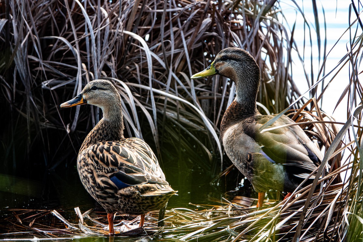 Mallard x Mottled Duck (hybrid) - ML623599501