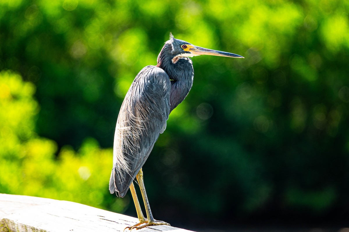 Tricolored Heron - ML623599508